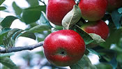 Obstbaumpflege